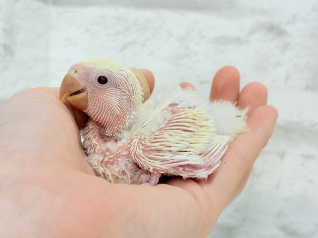 コザクラインコ（小桜インコ）