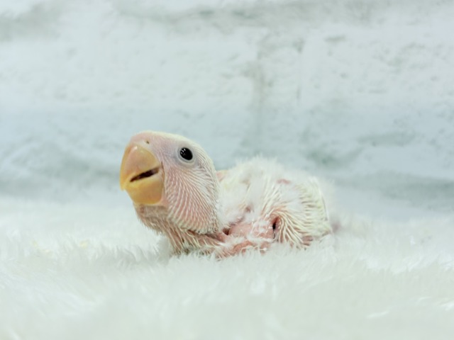 コザクラインコ（小桜インコ）