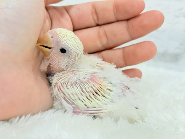コザクラインコ（小桜インコ）