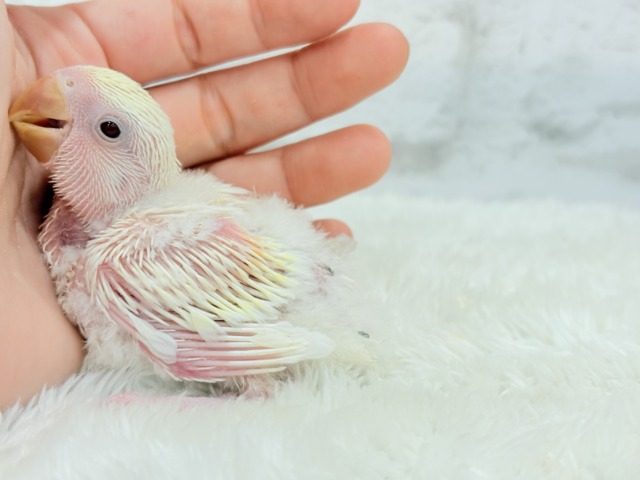 コザクラインコ（小桜インコ）