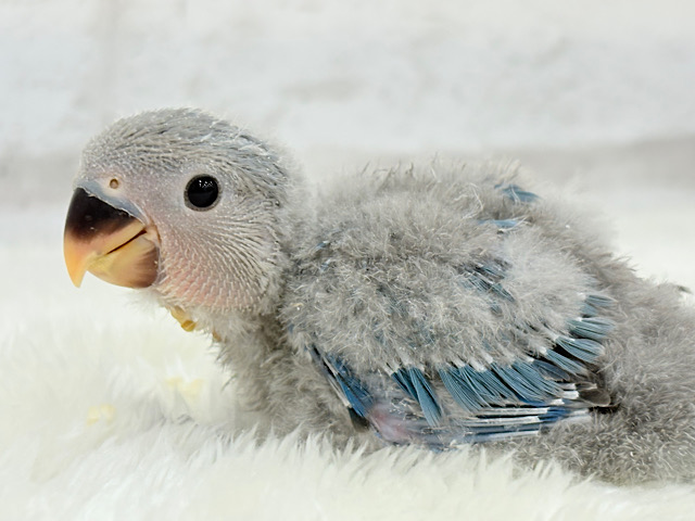 わた毛からチラリ深海ブルー🐣🌊コザクラインコ(ブルー) ヒナ わた毛からチラリ深海ブルー🐣🌊コザクラインコ(ブルー) ヒナ