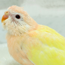 【最新画像更新🪄】果汁たっぷり🫧黄桃ちゃん🐣🍑💦アキクサインコ(ルチノー) ヒナ