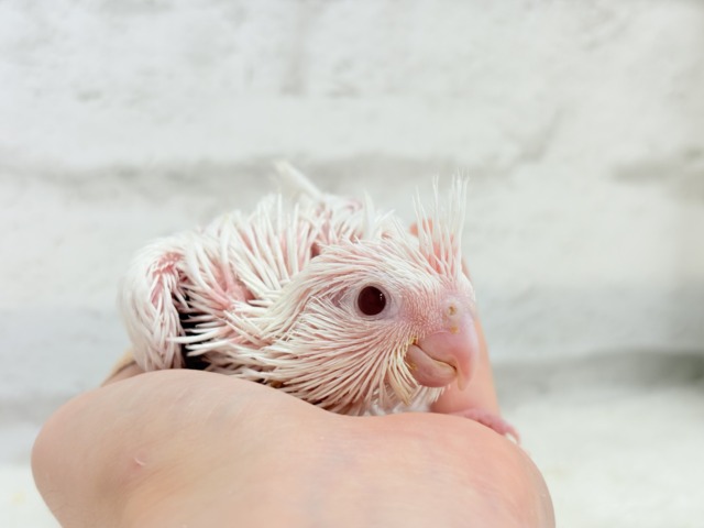 オカメインコ