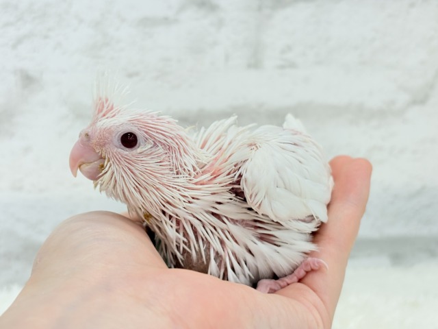 【最新画像更新🪄ひとり餌になりました☆】真っ白しろすけ☁️オカメインコ(ピュアホワイト) ヒナ オカメインコ