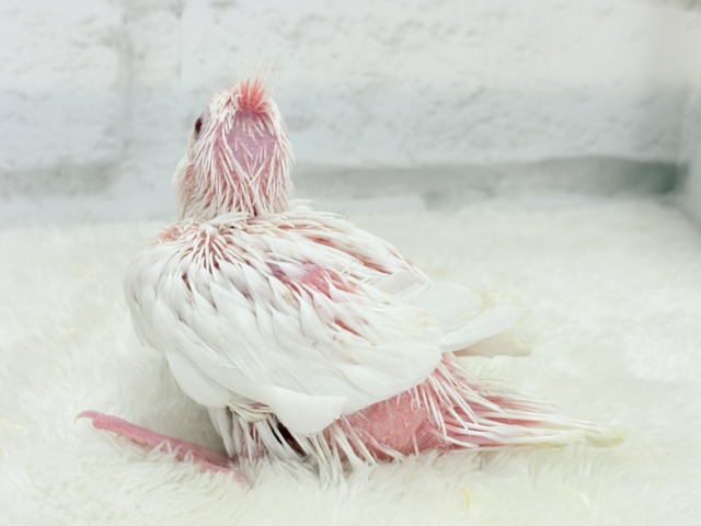 【最新画像更新🪄ひとり餌になりました☆】真っ白しろすけ☁️オカメインコ(ピュアホワイト) ヒナ オカメインコ