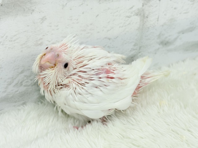 【最新画像更新🪄ひとり餌になりました☆】真っ白しろすけ☁️オカメインコ(ピュアホワイト) ヒナ オカメインコ