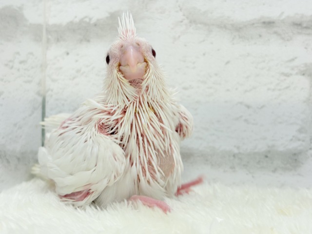 【最新画像更新🪄ひとり餌になりました☆】真っ白しろすけ☁️オカメインコ(ピュアホワイト) ヒナ オカメインコ