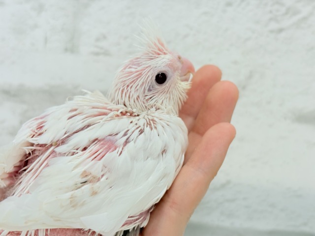 【最新画像更新🪄ひとり餌になりました☆】真っ白しろすけ☁️オカメインコ(ピュアホワイト) ヒナ オカメインコ