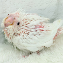 真っ白しろすけ☁️オカメインコ(ピュアホワイト) ヒナ