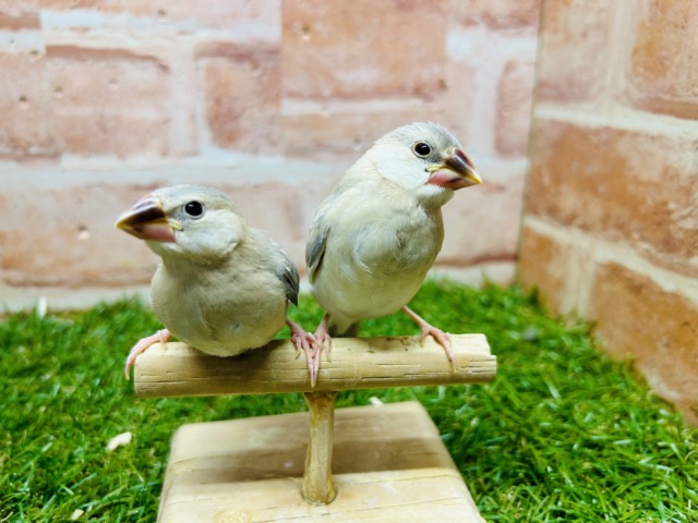 パステル文鳥
