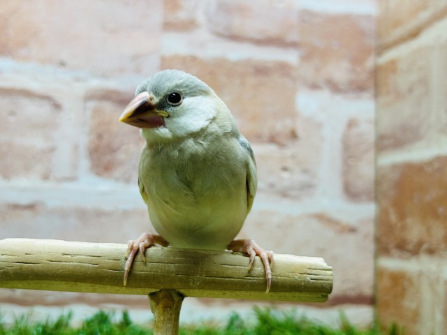パステル文鳥