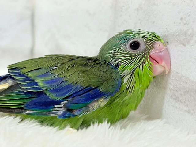 僕は、立派な枝豆王子になるよっ🐣🫛マメルリハ(ノーマル) 男の子 ヒナ