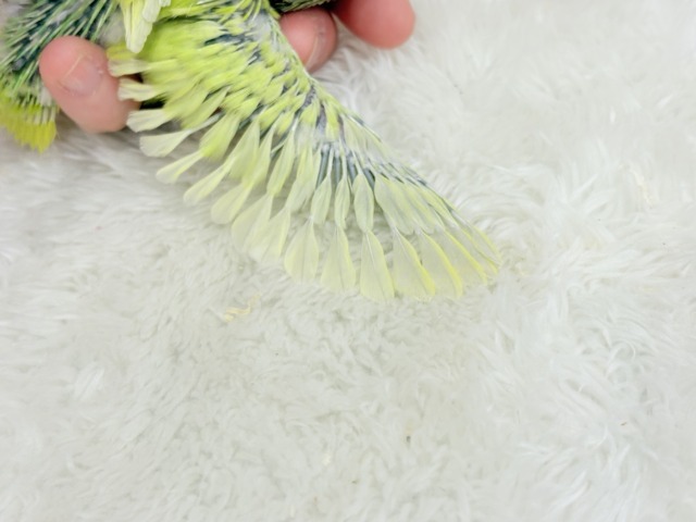 マメルリハ