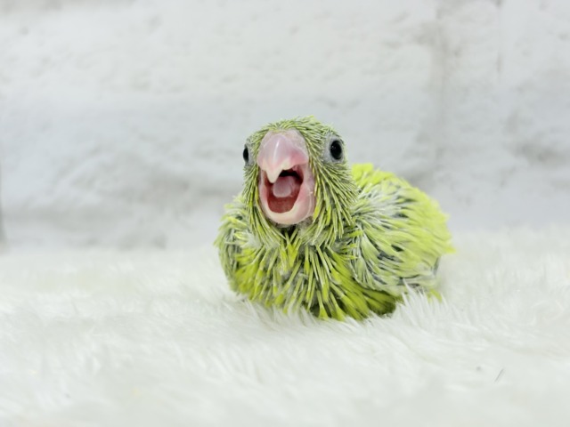 マメルリハ
