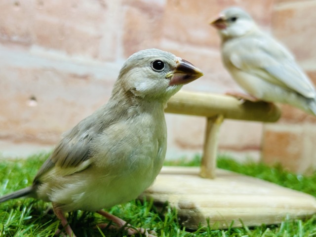 パステル文鳥