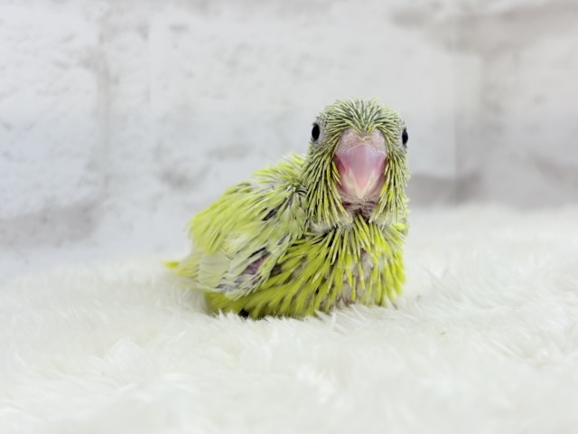マメルリハ