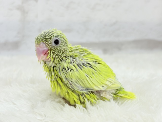 マメルリハ