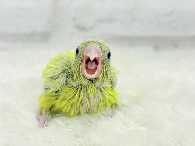 マメルリハ