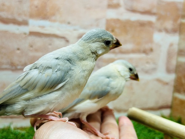 パステル文鳥