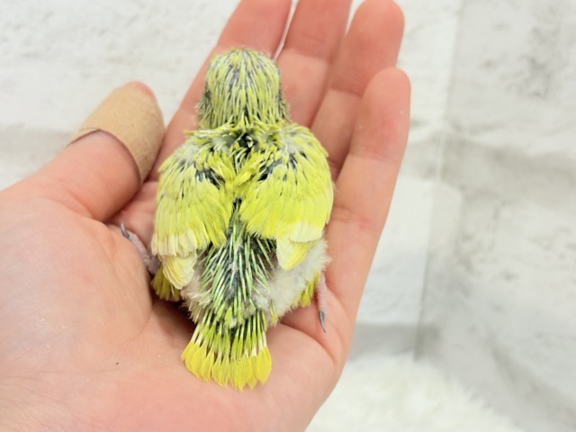 マメルリハ