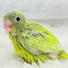 大食い女王の座は譲らないっ🐣👑マメルリハ(アメリカンイエロー) 女の子 ヒナ