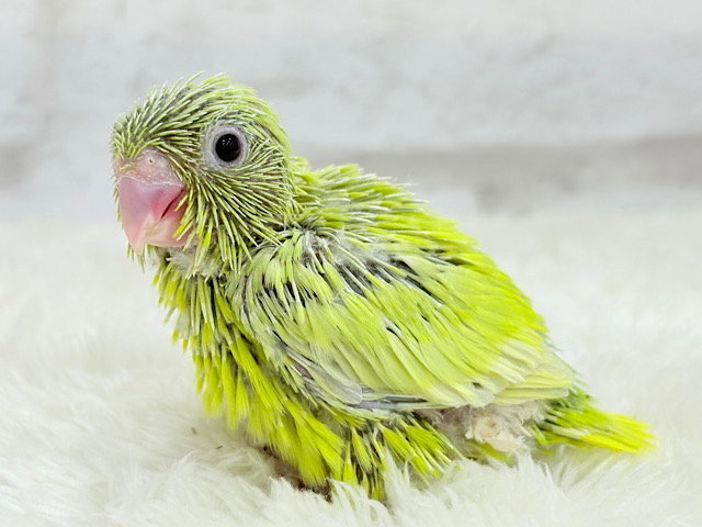 大食い女王の座は譲らないっ🐣👑マメルリハ(アメリカンイエロー) 女の子 ヒナ