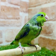 グリーンカラーのマメちゃんがやってきましたよ～💚💚💚　マメルリハ（ノーマル）男のコ