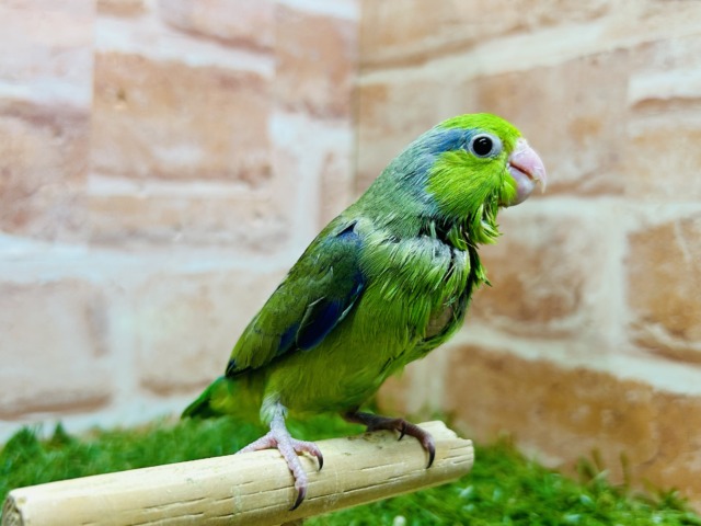 グリーンカラーのマメちゃんがやってきましたよ～💚💚💚　マメルリハ（ノーマル）男のコ