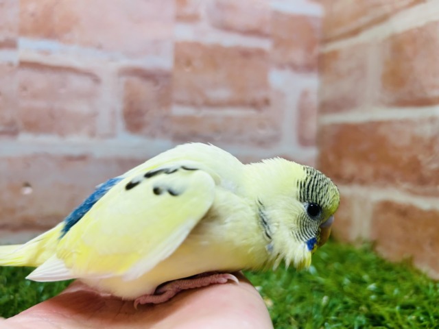 セキセイインコ