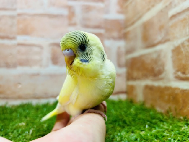 セキセイインコ