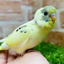 久々入舎です！💚💛💗　セキセイインコ（四色ハルクイン）