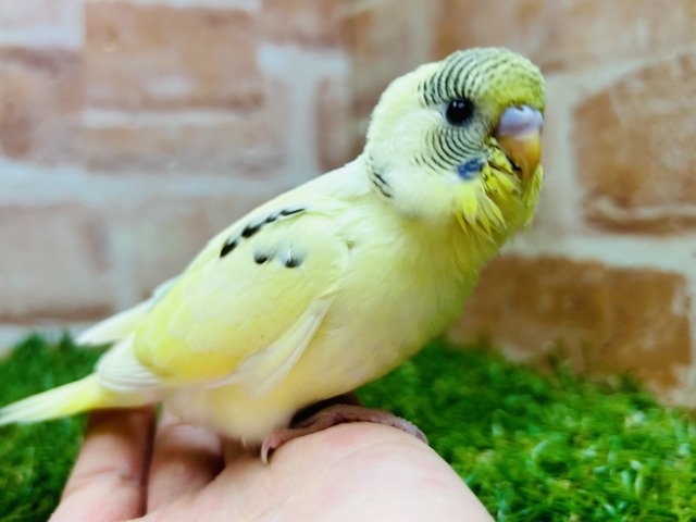 久々入舎です！💚💛💗　セキセイインコ（四色ハルクイン）