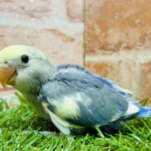 つぶらな瞳が魅力的💙💛💙💛　コザクラインコ（パイド）