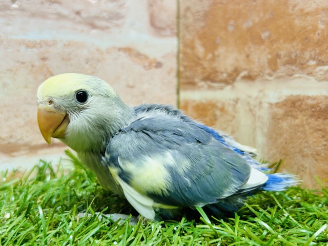 つぶらな瞳が魅力的💙💛💙💛　コザクラインコ（パイド）
