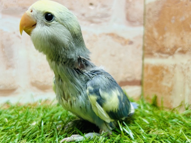 コザクラインコ（小桜インコ）