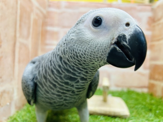 好奇心旺盛🔥🔥ヨウムさんがやってきましたよ～💗💗💗