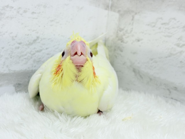 最新画像更新🪄】鳴き声の可愛いちっちゃな恐竜🐣‪⋆͛オカメインコ‬