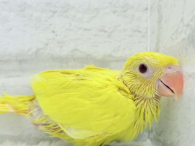 ワカケホンセイインコ（月の輪インコ）