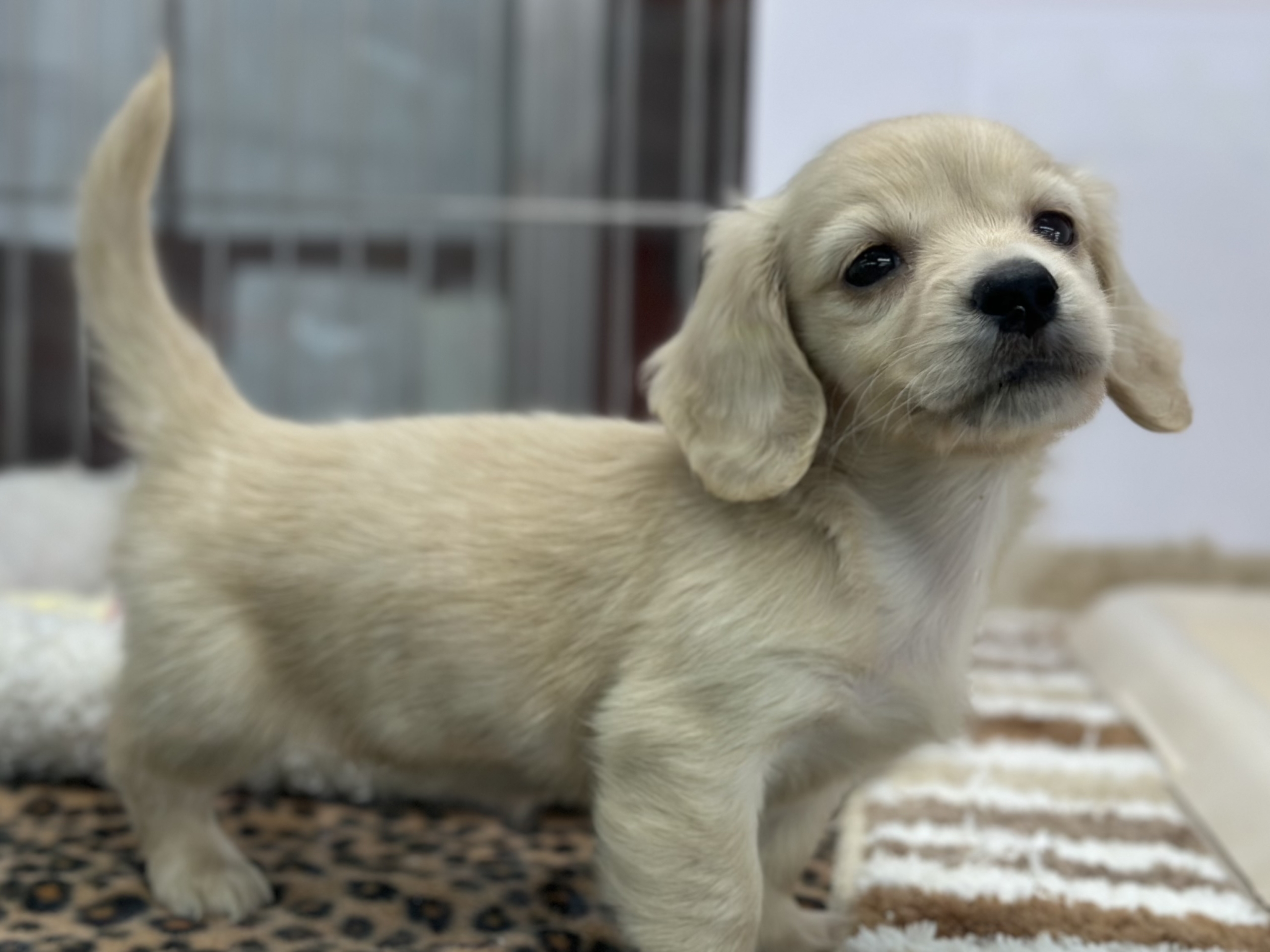 くりくりおめめのおてんばガール♡ミニチュアダックスフンド(イエロー)2026年1月31日生まれ 女の子 ミニチュアダックス