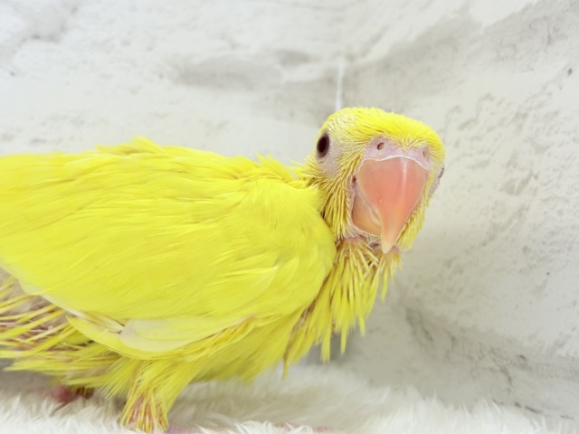 ワカケホンセイインコ（月の輪インコ）