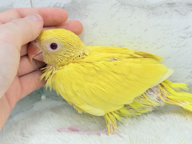 ワカケホンセイインコ（月の輪インコ）