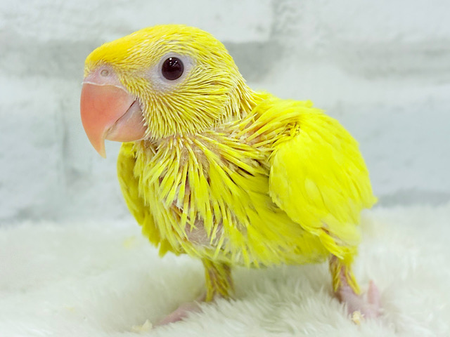 千葉店初🌟みんなをメロメロにさせちゃうゾ🐥🪇ワカケホンセイインコ(ルチノー) ヒナ
