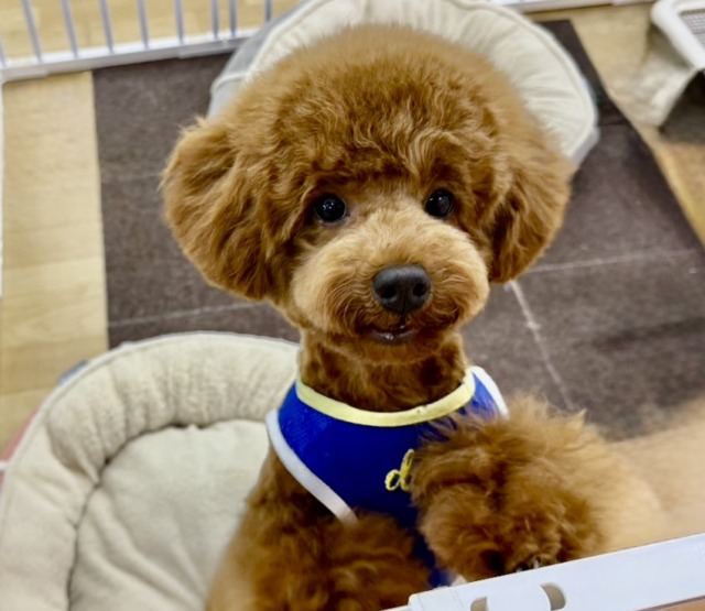 トイプードル(レッド)男の子♫抱き心地満点のぬいぐるみ? トイプードル