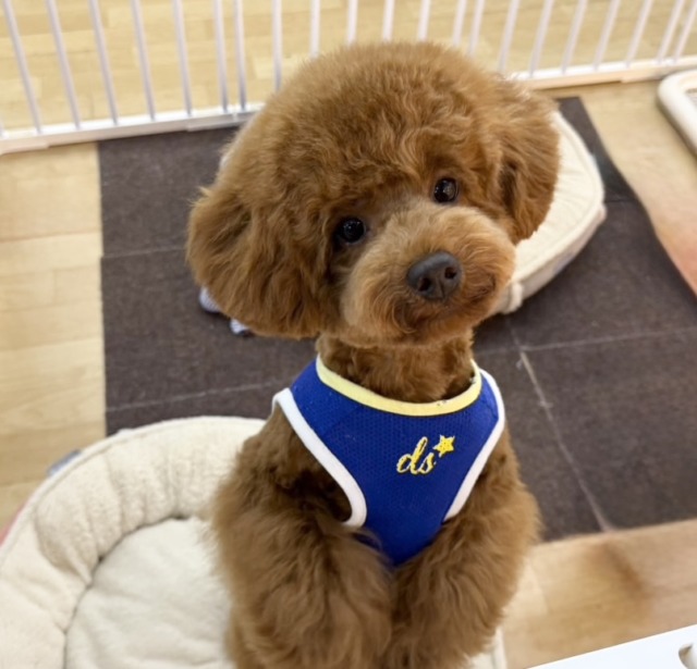 トイプードル(レッド)男の子♫抱き心地満点のぬいぐるみ? トイプードル