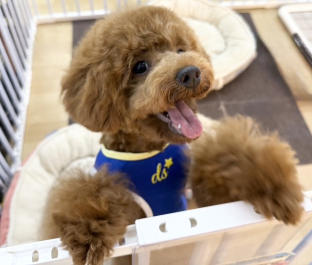 トイプードル(レッド)男の子♫抱き心地満点のぬいぐるみ? トイプードル