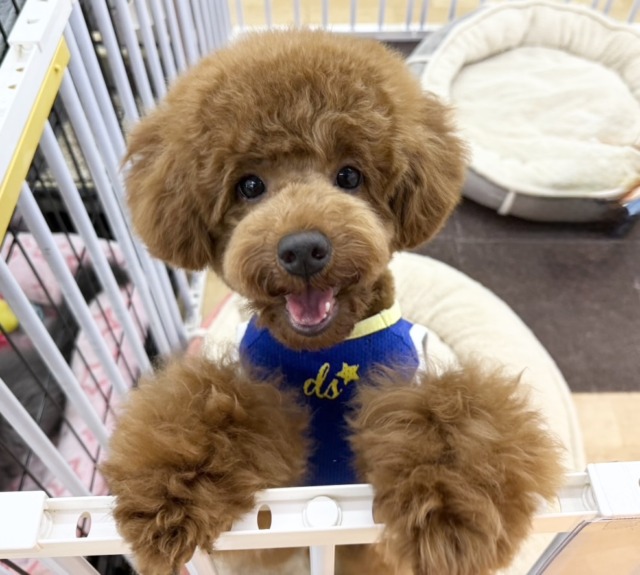 トイプードル（レッド）男の子♫抱き心地満点のぬいぐるみ？