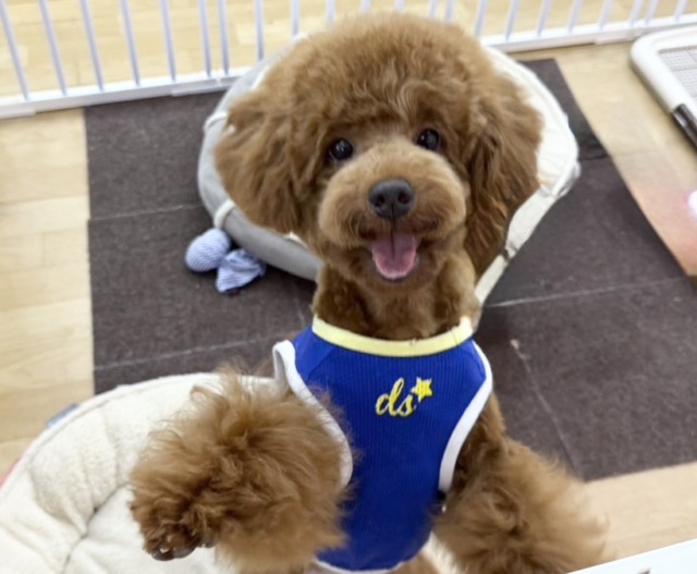 トイプードル(レッド)男の子♫抱き心地満点のぬいぐるみ? トイプードル