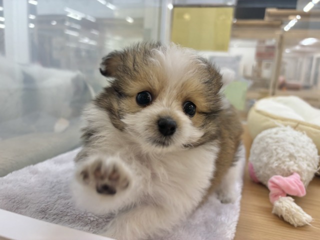 シープー