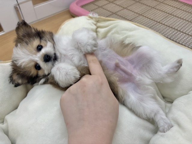 シープー