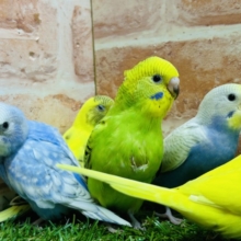 🔥🔥GWフェア開催🔥🔥可愛いセキセイインコさんがいっぱい！